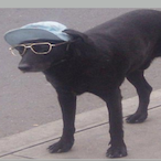 frogdog-'s Avatar'