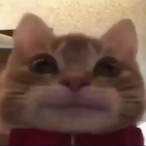 Dani_OW's Avatar'