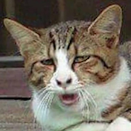 Anurak.NHH's Avatar'