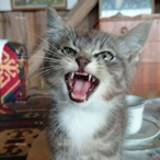 VocalNekoSniper's Avatar