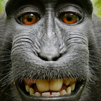MONKE_PAPA's Avatar'