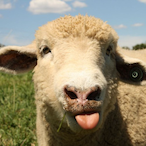 Sheep.'s Avatar'