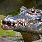 caiman1981's Avatar'
