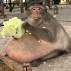 TurboSoggii's Avatar'