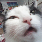 MiraFofo's Avatar'