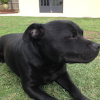 dnaumo's Avatar'