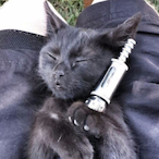 VapeCat420's Avatar'