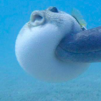 pufferfish_OuO's Avatar'