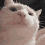 Shadowx.DZ's Avatar'