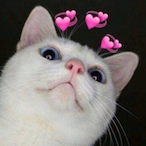 DABBYJUNGLIVE's Avatar'