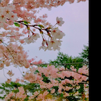 pqirs_tqpple_'s Avatar'