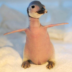 glibschiger_aal's Avatar'