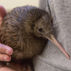 superKiwi0's Avatar'