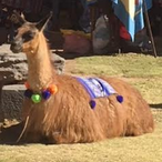 Llamaah's Avatar'