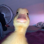 lilsassy's Avatar'