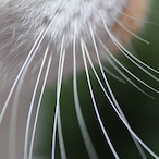 whisker52's Avatar'