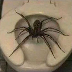 KarmaaStream's Avatar'