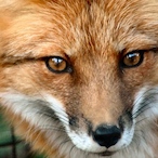 TheF1yingFox's Avatar'