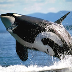 Mr.Whaleington's Avatar'