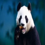 matthieu83100's Avatar'