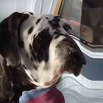 FazeFattie71's Avatar'