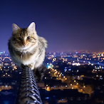 Stormedown's Avatar'