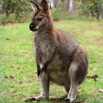 This_A_Wobbery's Avatar'