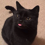 KittyKatMeow.'s Avatar'