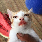 xPandaLauncherx's Avatar'