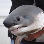 EeSshark's Avatar'