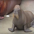 SappyWalrus1913's Avatar'
