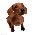 dogdog5314's Avatar'
