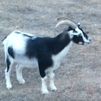 Turtle dih67's Avatar'