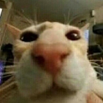 Dilekesy's Avatar'