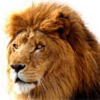 first pjcked's Avatar'