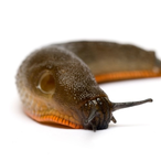 SlugNoise's Avatar'