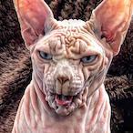 SuhuMAX's Avatar'