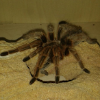 AbibR6MOUSTRAP's Avatar'