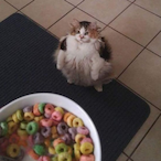 anser_suchy's Avatar'