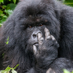 ROTEMGAME223's Avatar'