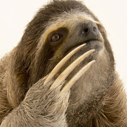 Wild__sloth