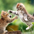 DentedTag156864's Avatar'