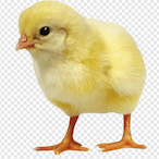 GuhRossi's Avatar'