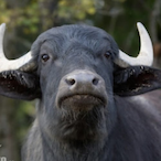 SuursuzManda.'s Avatar'