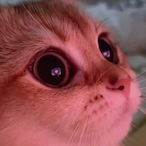 iWannaDie.exe's Avatar'