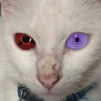 KingSwizzy21's Avatar'