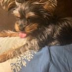 Wallnutboy11's Avatar'