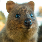 Quokka.reloaded's Avatar'