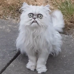 OOOOO00000OOOO's Avatar'