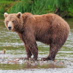 whereisdabear's Avatar'